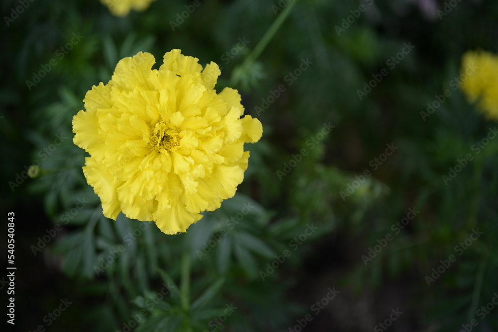 yellow-orange blackberry, marigolds close-up background, on a sunny day, blurred background, flower tagetes close-up on a green background on an autumn sunny day, orange marigold color, red flowers yellow-orange blackberry, marigolds close-up background, on a sunny day, blurred background, flower tagetes close-up on a green background on an autumn sunny day, orange marigold color, red flowers