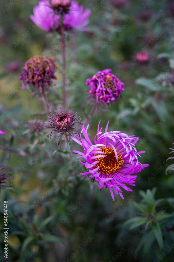 flowers flowers