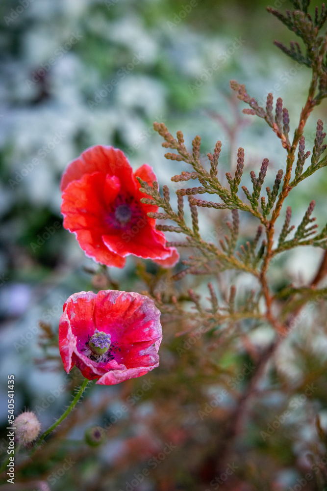 red poppy flowers StockFoto Adobe Stock