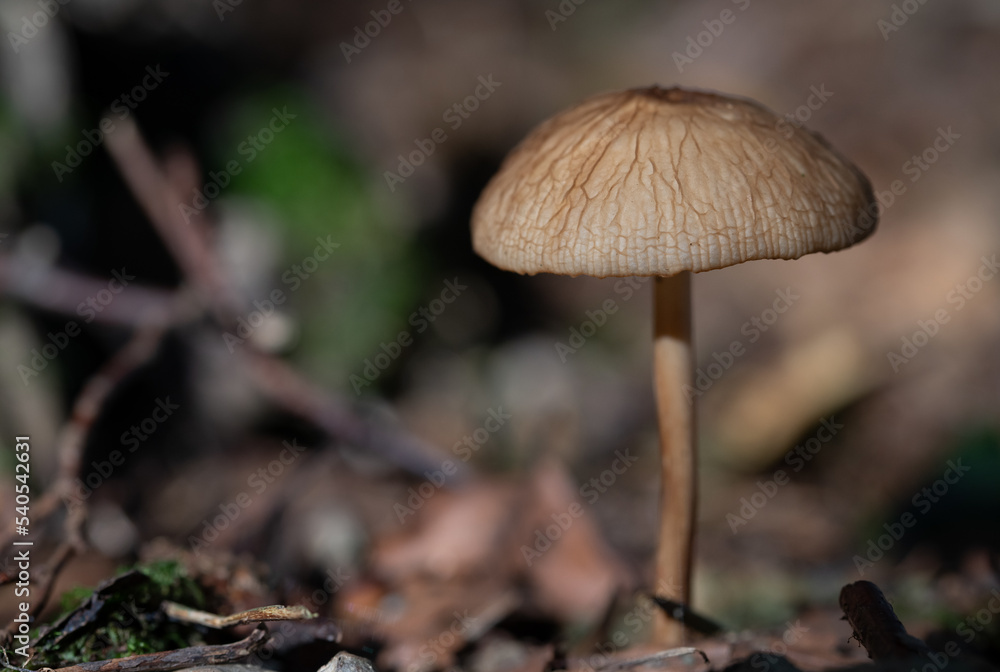 a small brown mushroom, with a slender stalk and a large cap, grows on the forest floor a small brown mushroom, with a slender stalk and a large cap, grows on the forest floor
