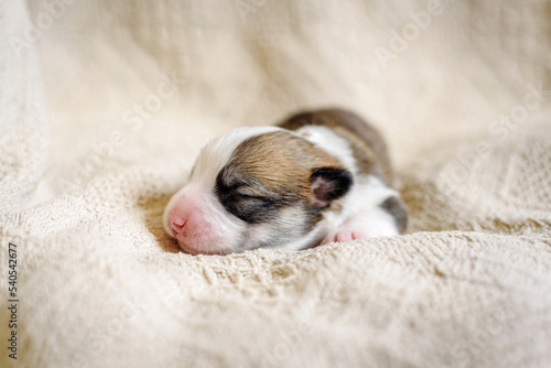 Little Pembroke Welsh Corgi puppy sleeps on soft beige blanket put on comfortable bed at home. Adorable blind doggy lies in bedroom close view © lusyaya