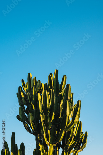 Detail of a cactus with late afternoon sunshine and blue sky in the background