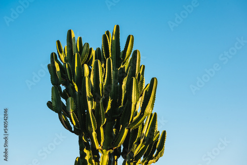 Detail of a cactus with late afternoon sunshine and blue sky in the background
