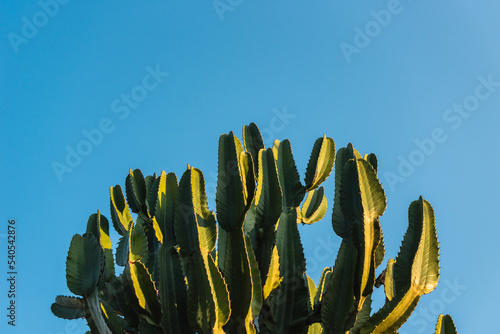 Detail of a cactus with late afternoon sunshine and blue sky in the background