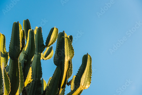 Detail of a cactus with late afternoon sunshine and blue sky in the background