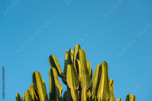 Detail of a cactus with late afternoon sunshine and blue sky in the background