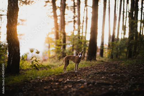 Obraz na płótnie Pies whippet bez smyczy w lesie w salonie