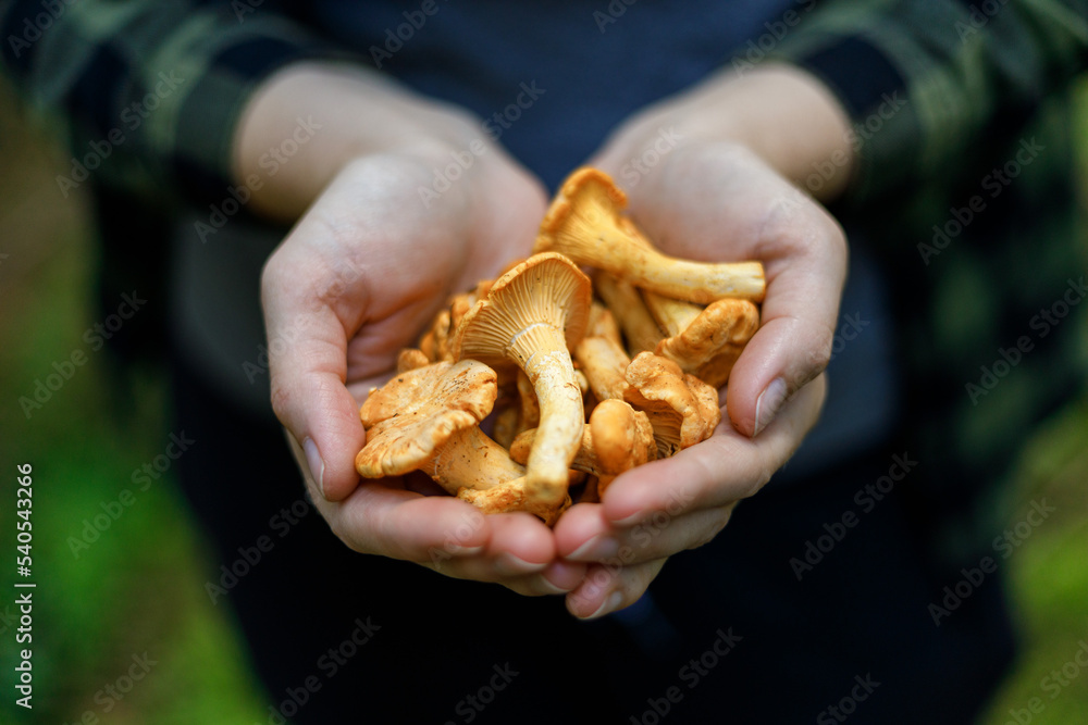 A few chanterelles in a handful, edible forest mushrooms.