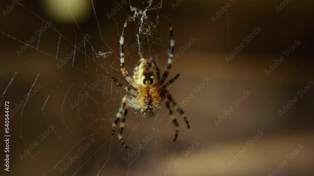 A spider sitting on a web waiting for a victim A spider sitting on a web waiting for a victim