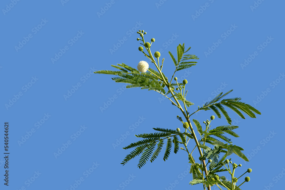 Obraz premium A flowering top branch of lead tree (Leucaena leucocephala).