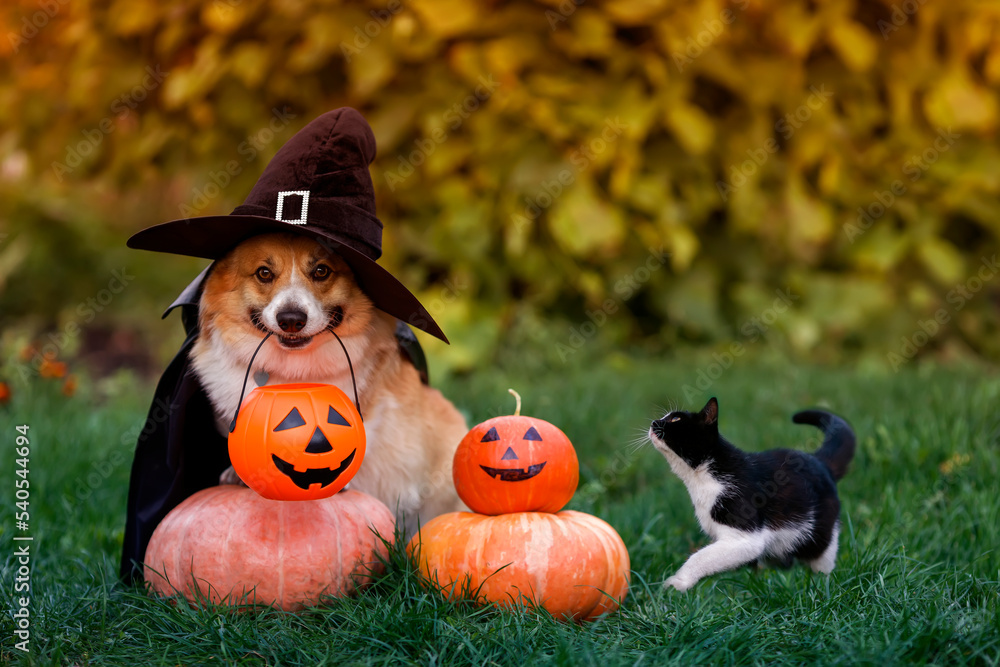 cute funny friends a corgi dog in a black carnival cap and raincoat and a cat sitting on orange pumpkins on Halloween in an autumn sunny garden cute funny friends a corgi dog in a black carnival cap and raincoat and a cat sitting on orange pumpkins on Halloween in an autumn sunny garden