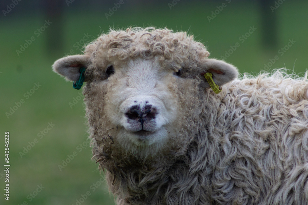 Greyface dartmoor lamb close up portrait with lamb looking at the camera Greyface dartmoor lamb close up portrait with lamb looking at the camera