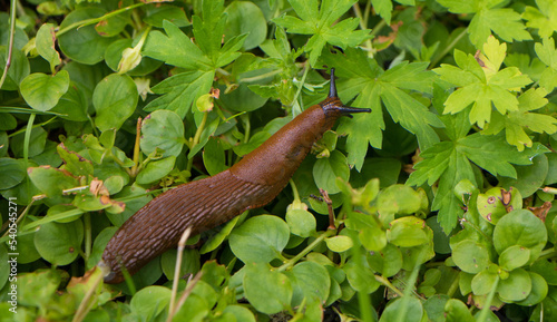 Spanish slug, Arion vulgaris