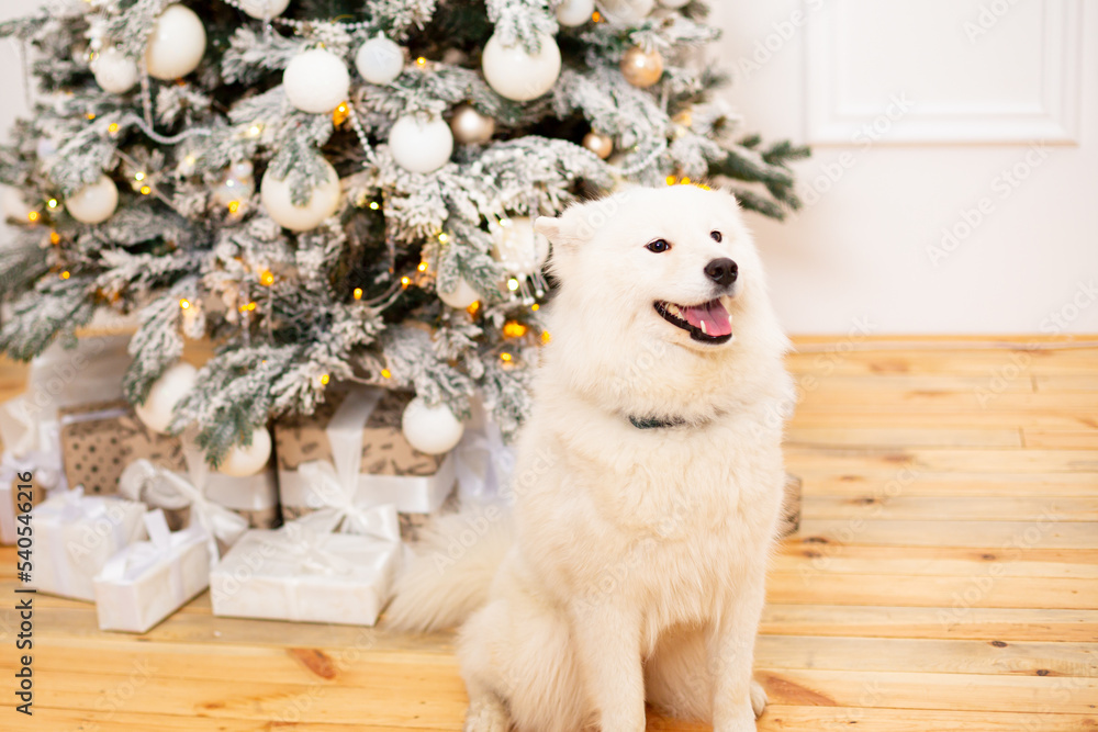 White dog and white decorated Christmas tree holiday concept