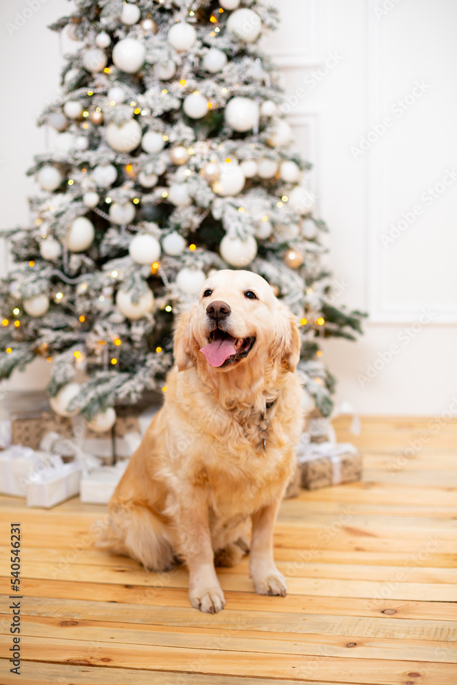 Ginger dog pet and Christmas tree in room