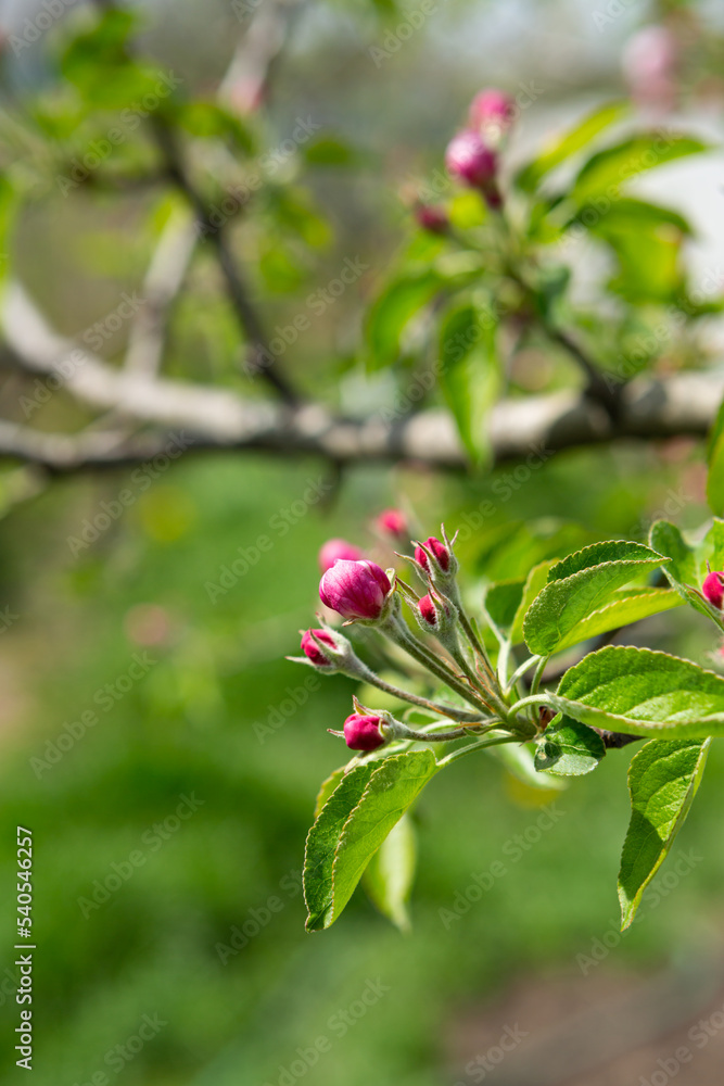 Bunch of Spring flowers apple tree close up nature outdoor garden concept Bunch of Spring flowers apple tree close up nature outdoor garden concept