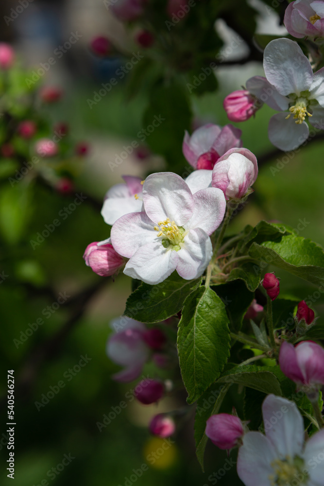 Spring flowers apple tree close up nature background
