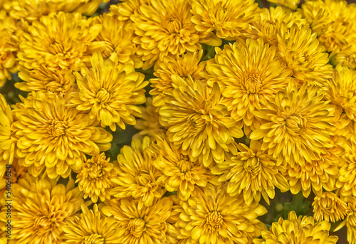 Detailed yellow daisy flowers in filled frame format © tab62