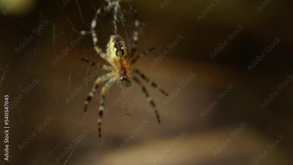 A spider in motion on a web waiting for a victim A spider in motion on a web waiting for a victim