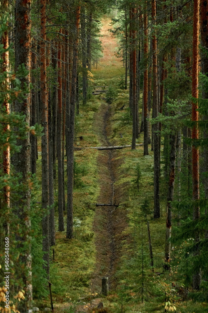 Fototapeta premium A clearing among the trunks of the autumn Karelian forest