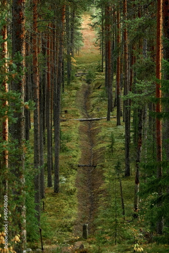 A clearing among the trunks of the autumn Karelian forest