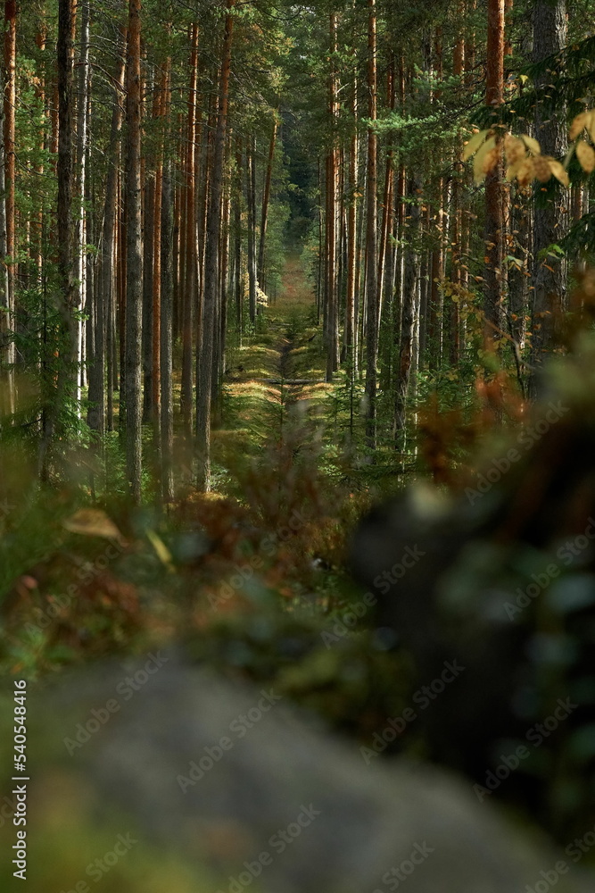 Obraz premium A clearing among the trunks of the autumn Karelian forest