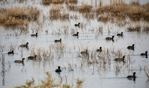 Aves en marismas y humedales