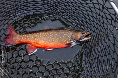 Photo Beautiful male brook trout in spawning colors full length in a landing net