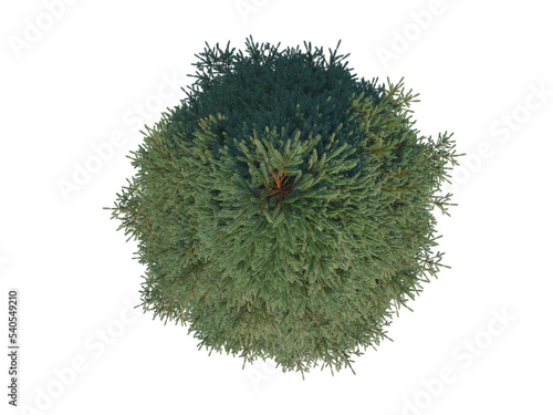 Fotografie Red Spruce fir pine top view png alpha channel