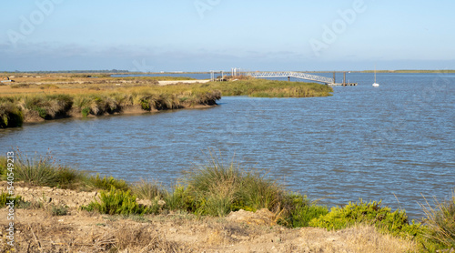 Aves en marismas y humedales