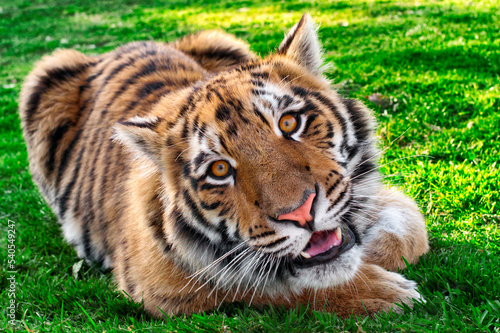Tiger Smiling at Photographer