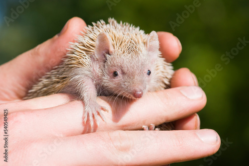 Albino Southern African hedgehog