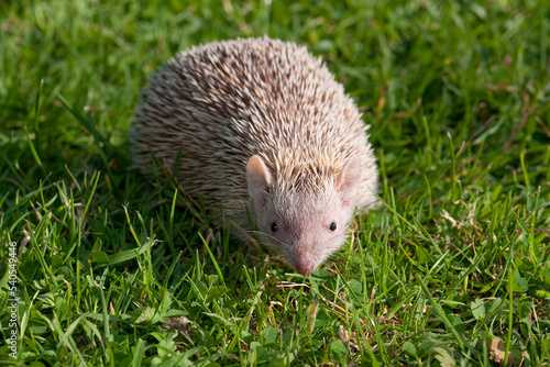 Albino Southern African hedgehog