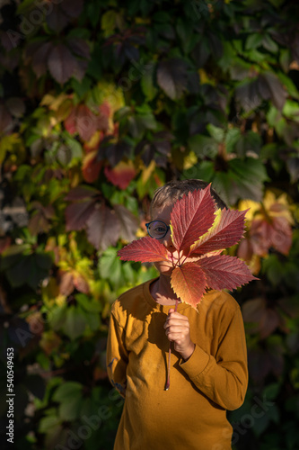 The child holds a yellow maple leaf at arm's length and covers his face