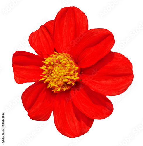 Red dahlia flower isolated on white background. © lms_lms