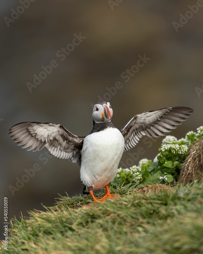 Vertical shot of a cute Atlantic puffin in Grimsey Island, Iceland photo