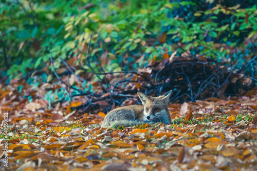 Rotfüchse im Herbst © Marco