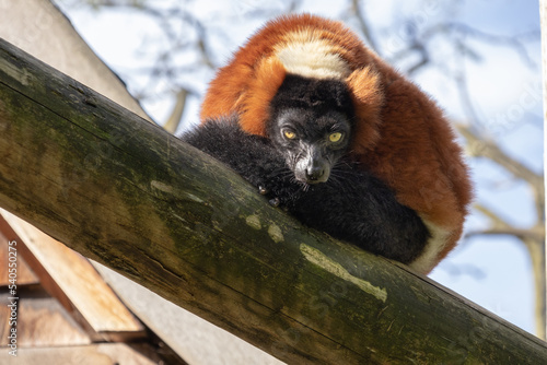 Fototapeta Naklejka Na Ścianę i Meble -  Lemur vari red sits on a tree on a clear sunny day