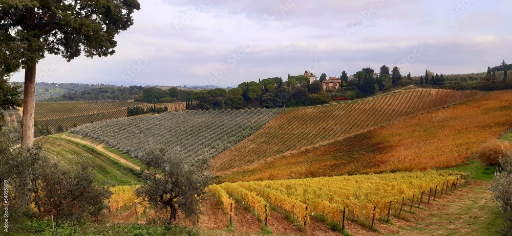 Naklejka premium landscape with vineyard of Chianti hills in San Casciano Valdipesa, Tuscany, Italy