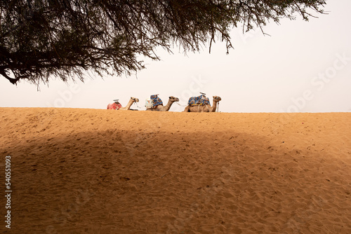 Three camels in dune with shade of tree in the desert of sand of agadir  morocco