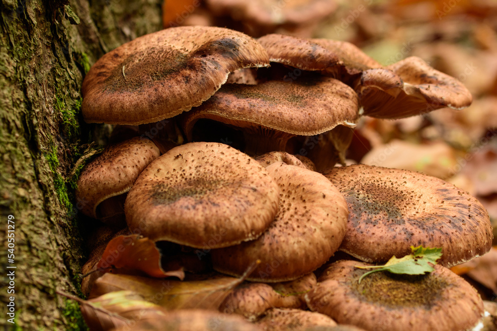 Der Hallimasch, Armillaria oder Honigpilz, zählt den bekanntesten Baumpilzen und gehört nicht nur in Deutschland zu den am meist gesammelten Pilzen. Der Hallimasch, Armillaria oder Honigpilz, zählt den bekanntesten Baumpilzen und gehört nicht nur in Deutschland zu den am meist gesammelten Pilzen.