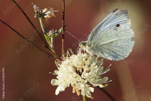 Biały motyl siedzący na kwiecie, tło jesienne brązowe.