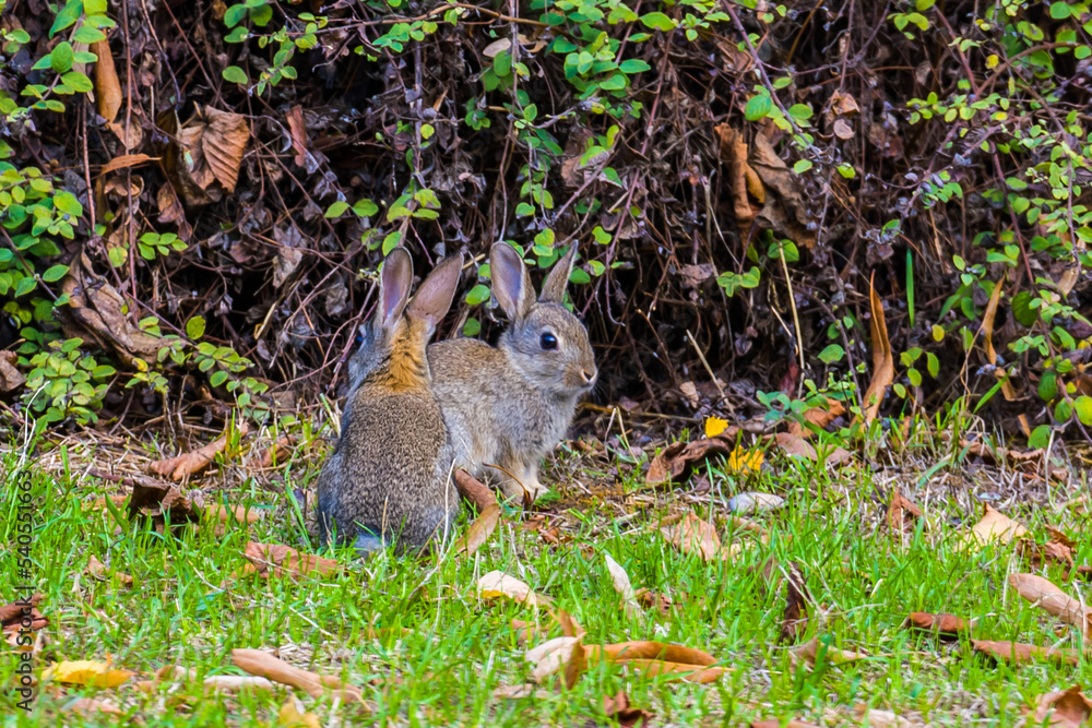 Two cute young rabbits at green bush Two cute young rabbits at green bush