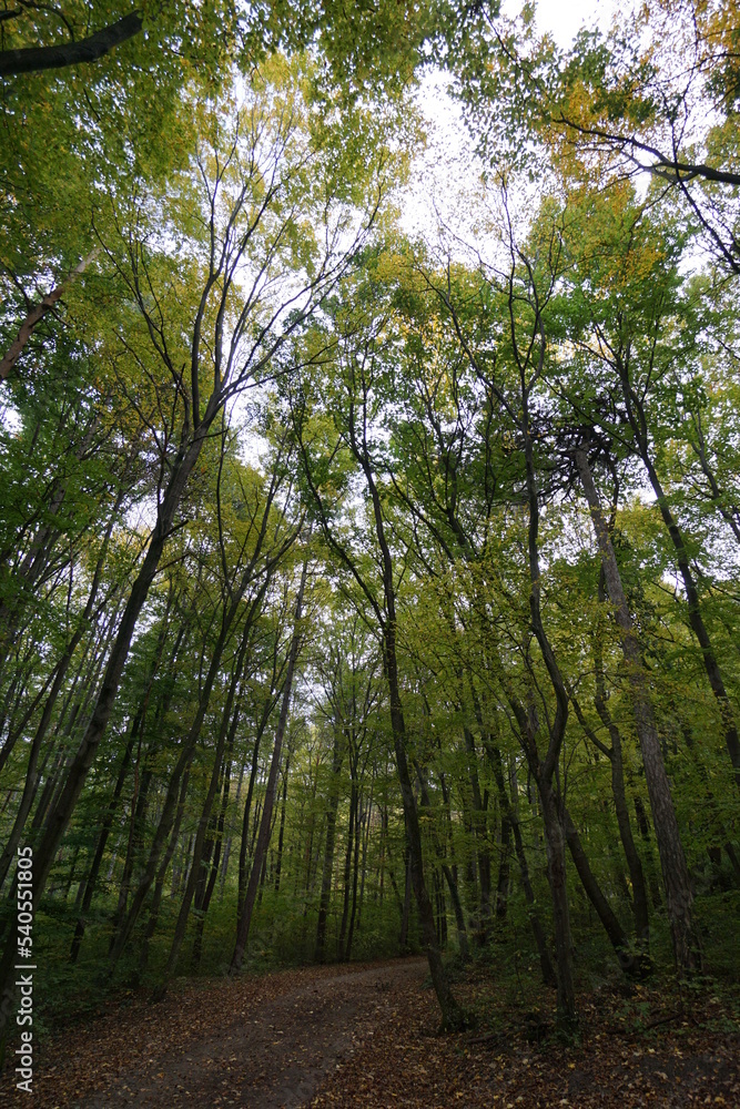 Wonderful and idyllic hiking trail in the forest near moedling. Town and forest are located near vienna. holiday concept. Wonderful and idyllic hiking trail in the forest near moedling. Town and forest are located near vienna. holiday concept.