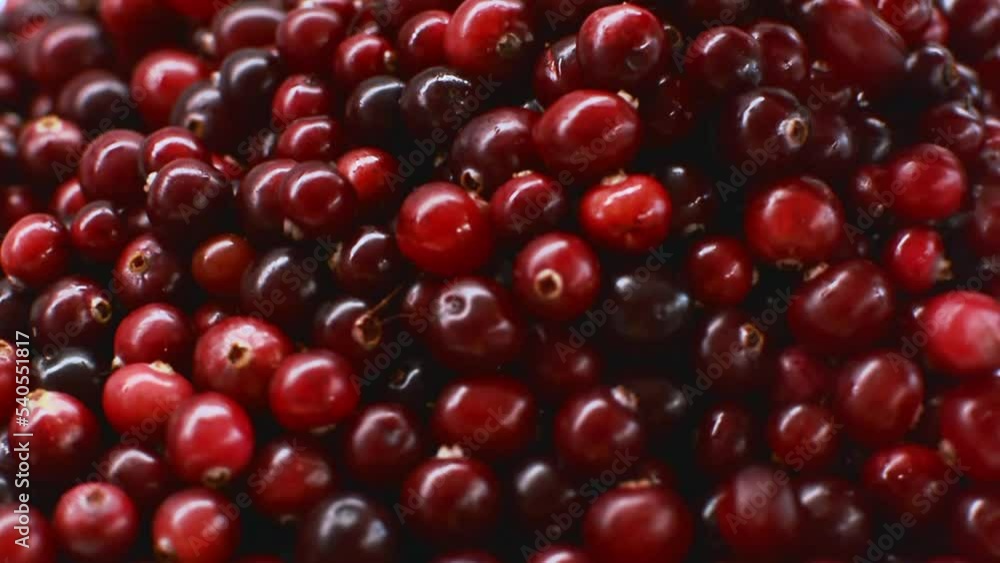 Red ripe cranberries spinning and falling on white background. Natural food Red ripe cranberries spinning and falling on white background. Natural food