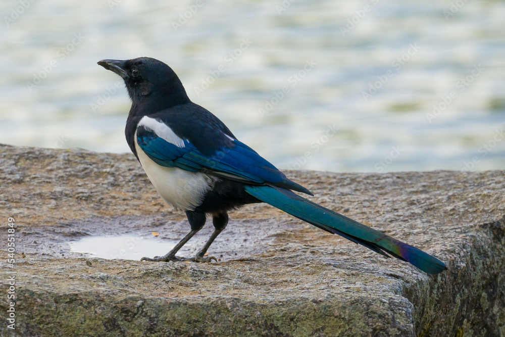 Magpie standing on a rock at lake close up Magpie standing on a rock at lake close up