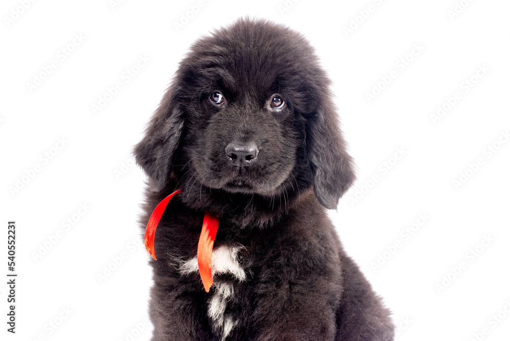 12 week old Newfoundland puppy sitting on white background for copy 12 week old Newfoundland puppy sitting on white background for copy