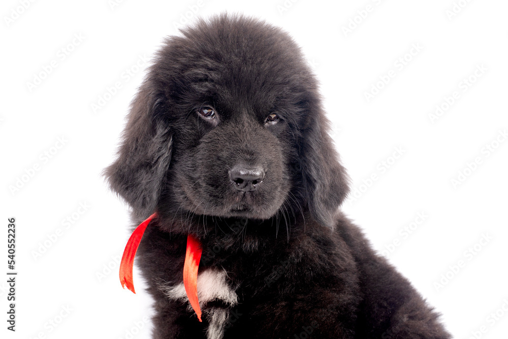 12 week old Newfoundland puppy sitting on white background for copy