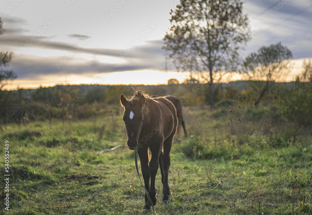 Small horse (foal) on the meadows, at sunset, on an autumn day. Horses used for agricultural work. Small horse (foal) on the meadows, at sunset, on an autumn day. Horses used for agricultural work.