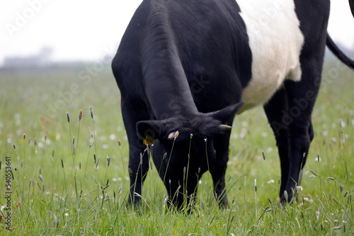 A cow on a farm photo